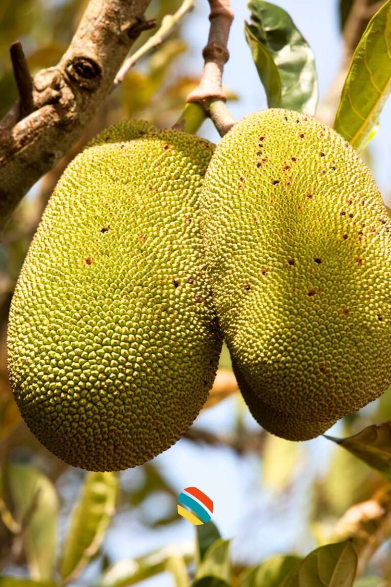 Jack fruit in Uganda