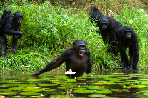 Chimpanzees at the Taï National Park