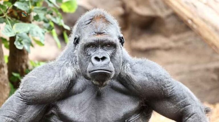 Bwindi Impenetrable National Park: A Realm of Biodiversity 