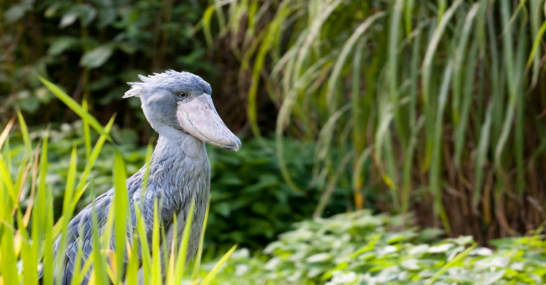 A Journey Into Some Wonderful Birds of Uganda