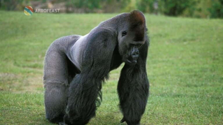 Top 5 Uganda National Parks for an Epic Experience