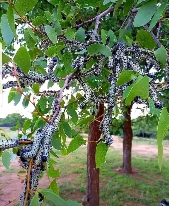 Mopane warms, a delicacy among the Ovambo tribe in the North