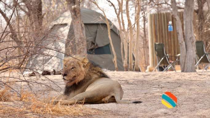 A camp in Kalahari desert