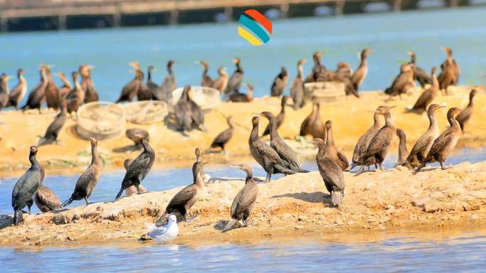 Swakopmund Guano Commorants