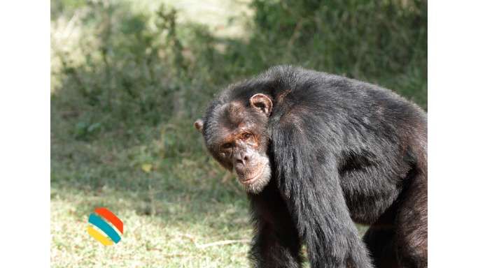 Chimpanzee-Ol Pegeta Conservancy