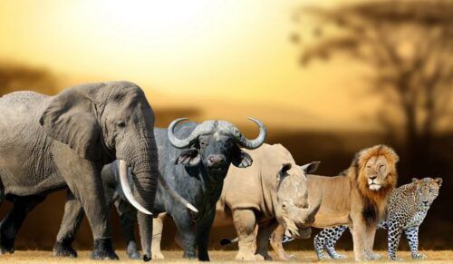 Africa's big five