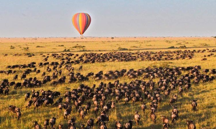 Experience Kenyan Safari adventures 