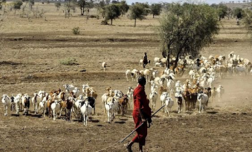 A maasai warrior grazing a herd of goats with a stick in his hands