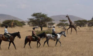 people riding horses and giraffes in the wild