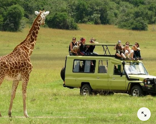 Perfect Kenyan Safari Tour Operator: giraffe poses for tourist photos.