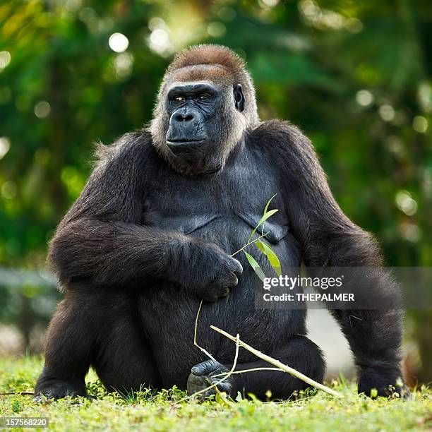 Explore Africa on a gorilla trekking safari