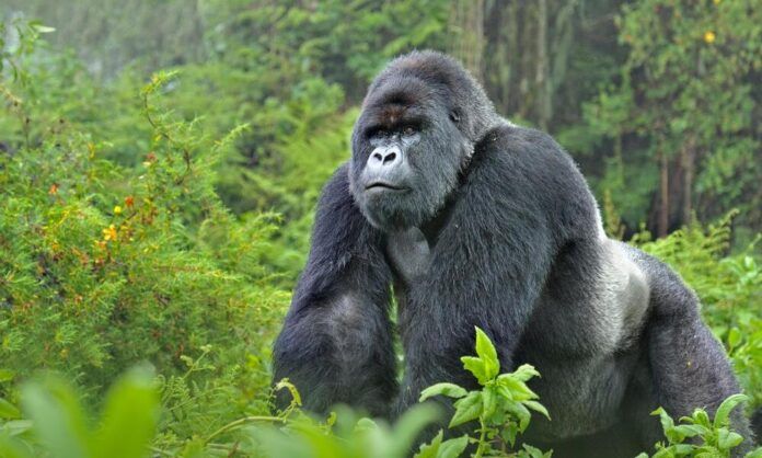 A silverback gorilla - what to expect on a Gorilla Trekking Safari