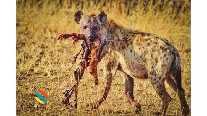 5 Safari Destinations in Tanzania You Mustn’t Miss