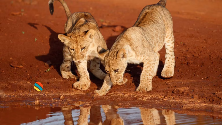 Safaris in Kenya