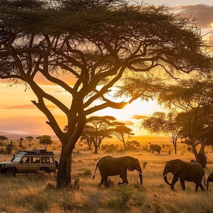 African Safari Myths