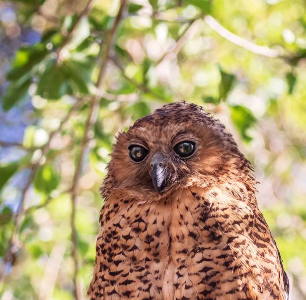 Pel’s Fishing Owl