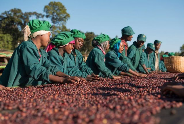 Sidama and Yirgacheffe